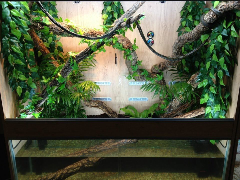 NEW Chinese Water Dragon vivarium (pic heavy) Reptile Forums